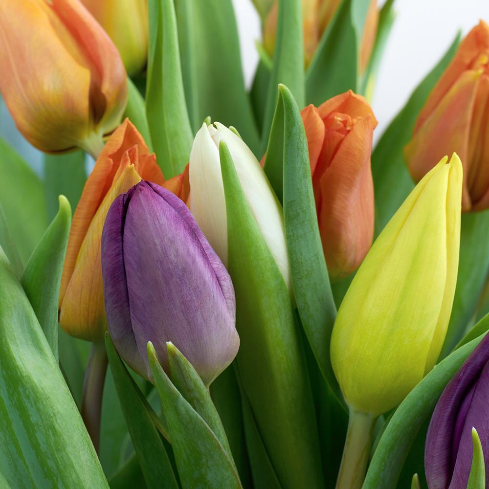 Encapsulated Elegance Tulip Bouquet - Heart & Thorn - Canada flower delivery