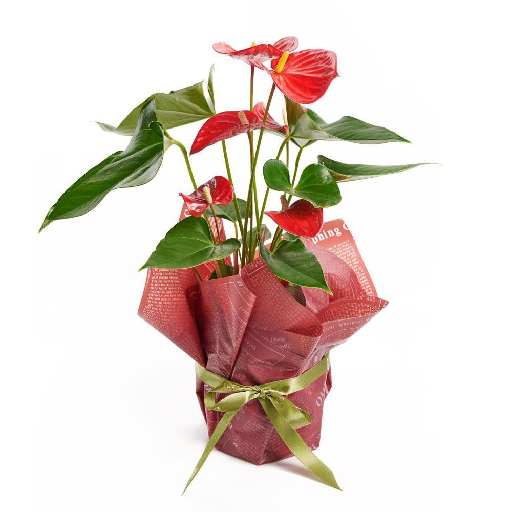 Flamingo Plant Arrangement - Heart &amp; Thorn - Canada flower delivery