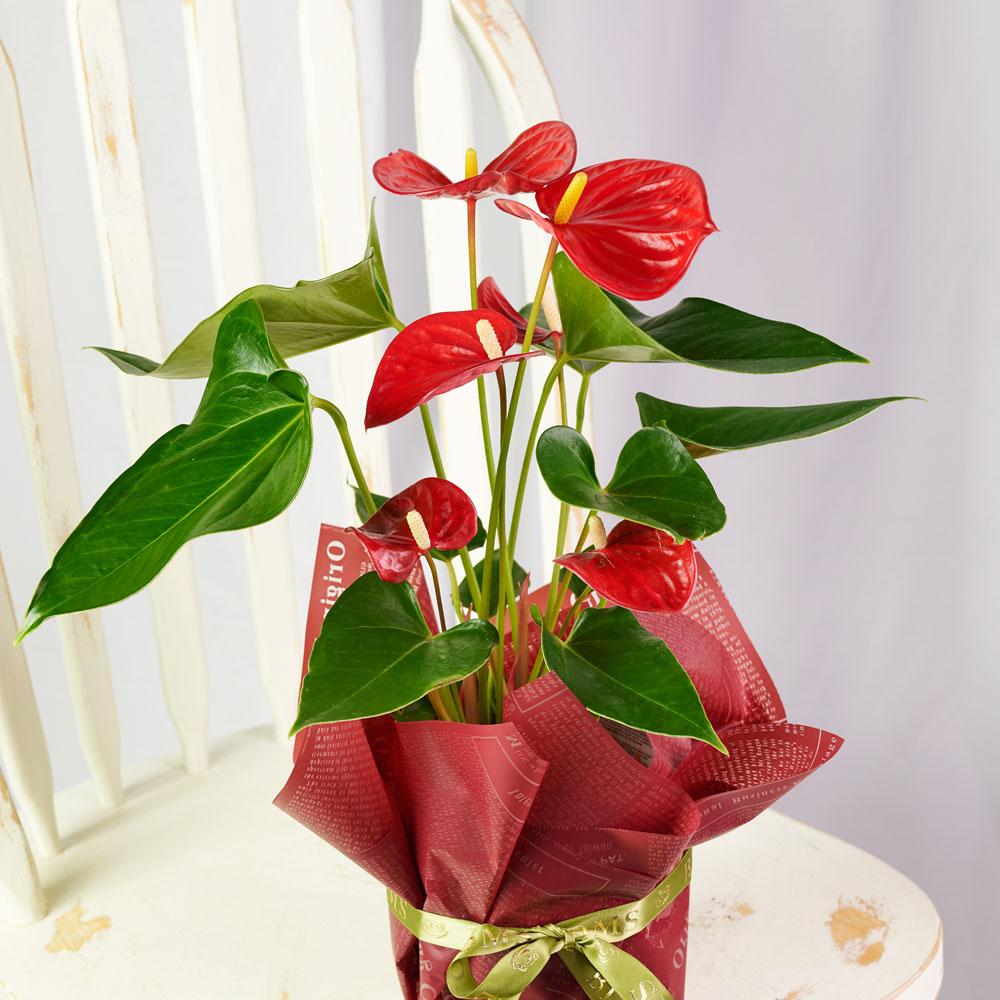 Flamingo Plant Arrangement - Heart & Thorn - Canada flower delivery
