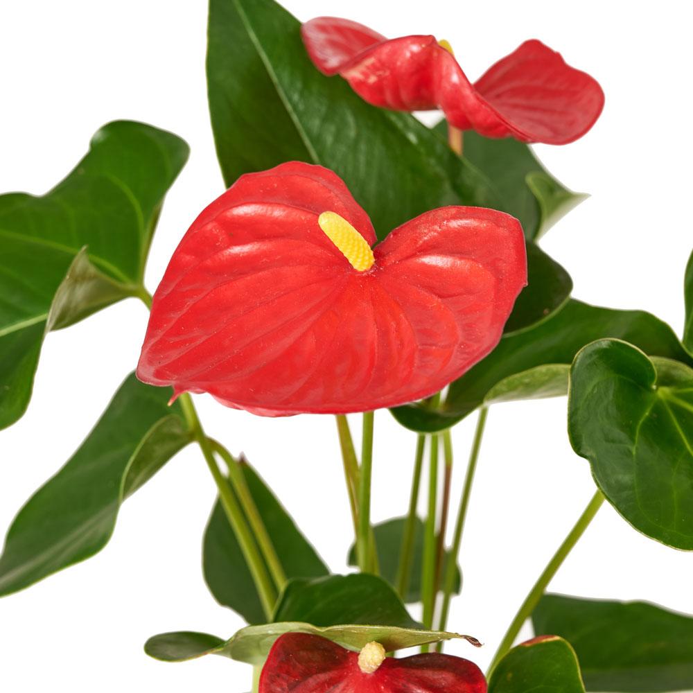 Flamingo Plant Arrangement - Heart &amp; Thorn - Canada flower delivery