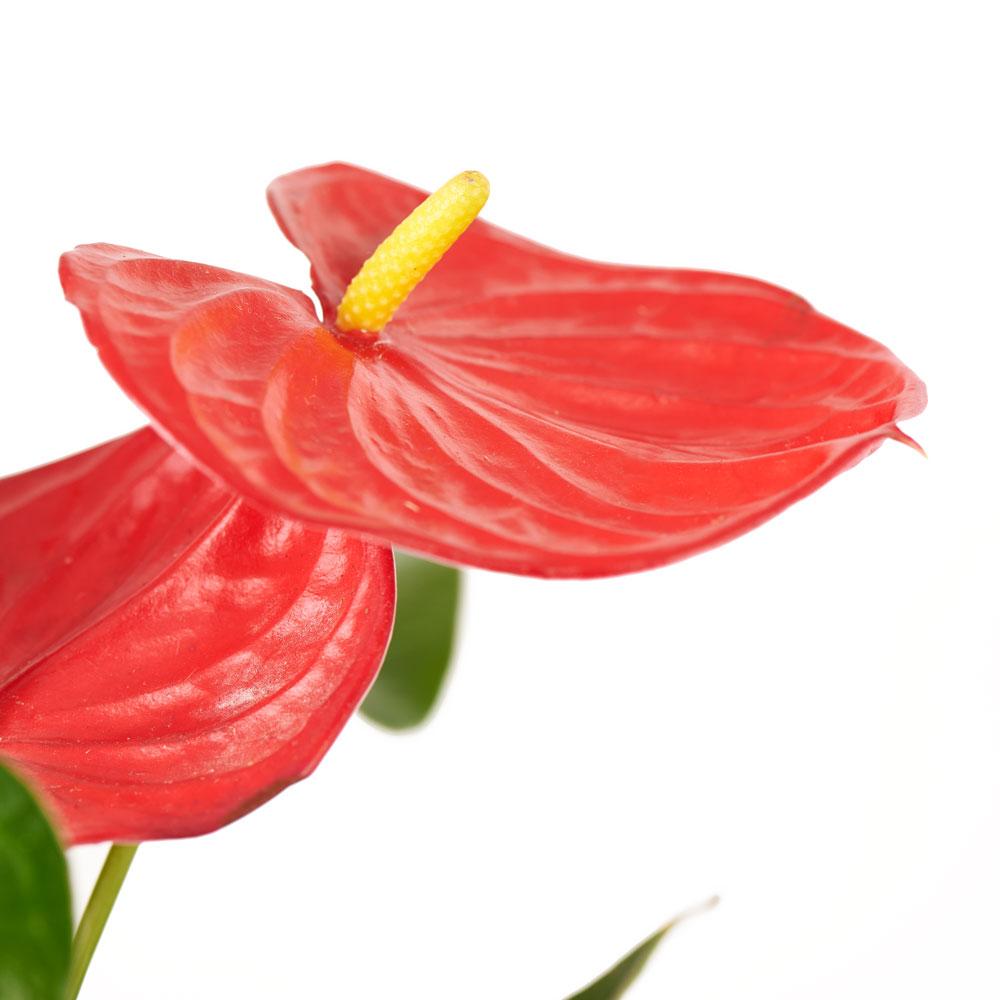 Flamingo Plant Arrangement - Heart & Thorn - Canada flower delivery