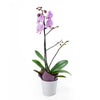 Floral Treasures Exotic Orchid Plant - Heart & Thorn - Canada flower delivery