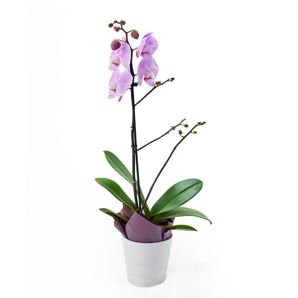 Floral Treasures Exotic Orchid Plant - Heart &amp; Thorn - Canada flower delivery