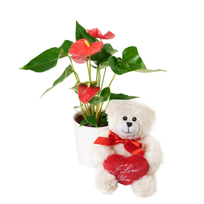 For My Love Flower Gift - Anthurium and Teddy Bear Gift Set - Same Day Canada Delivery