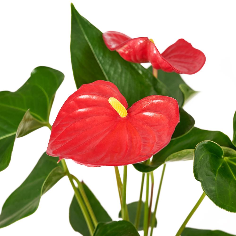 For My Love Flower Gift - Heart &amp; Thorn - Canada flower delivery