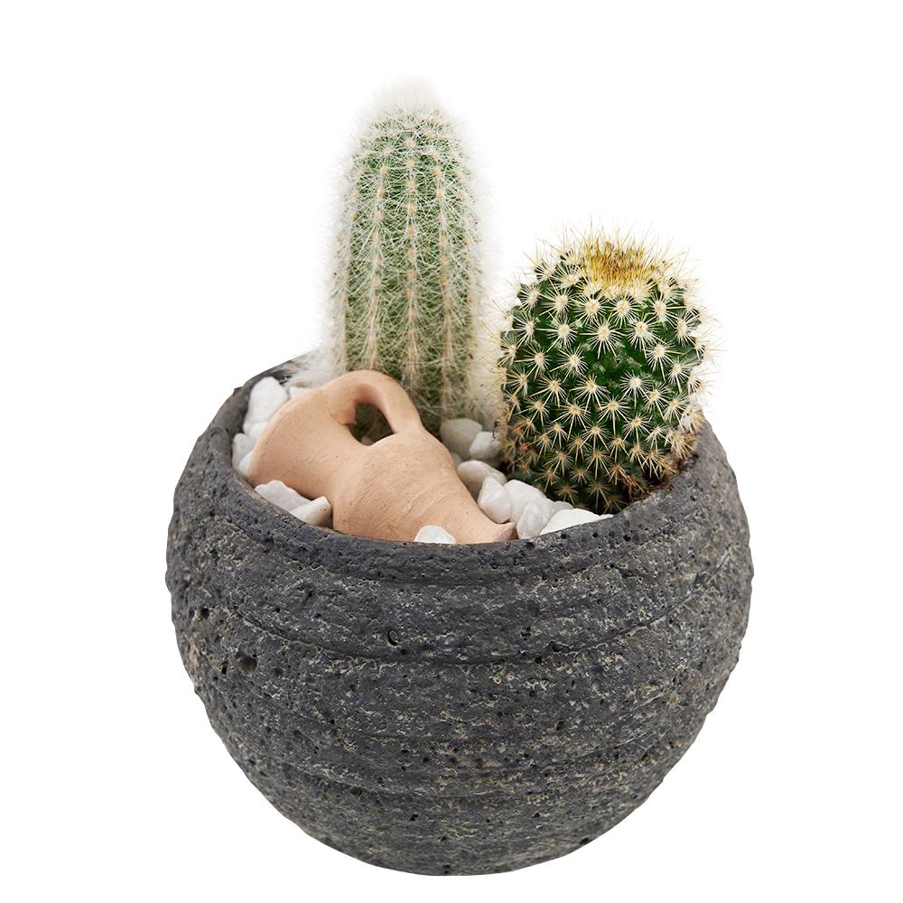 Forever Green Cactus Plant - Heart &amp; Thorn - Canada plant delivery