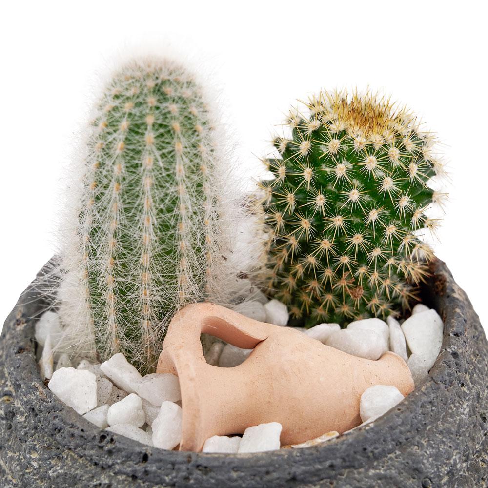 Forever Green Cactus Plant - Heart &amp; Thorn - Canada plant delivery