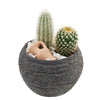 Forever Green Cactus Plant - Heart & Thorn - Canada plant delivery