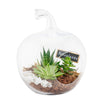 Green Aura Succulent Terrarium - Heart & Thorn - Canada plant delivery