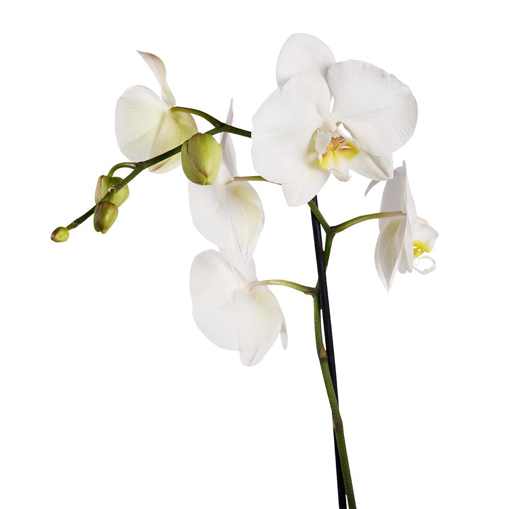 Guinness Flowers & Beer Gift - Heart & Thorn - Canada flower delivery