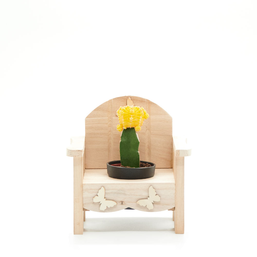 Laid-Back Cactus Gift, potted plant gift baskets, potted plant gifts, gifts, cactus, potted plant, Canada Delivery