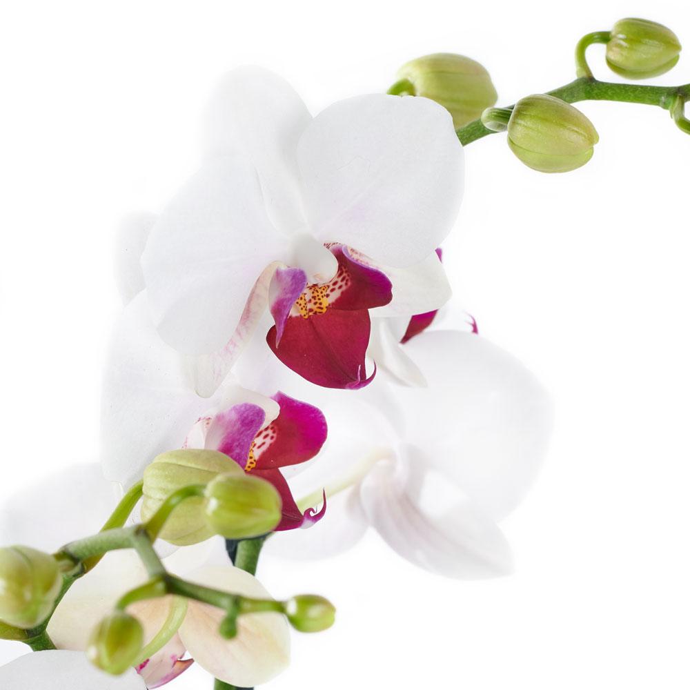 Lavish Exotic Orchid Plant - Heart & Thorn - Canada flower delivery