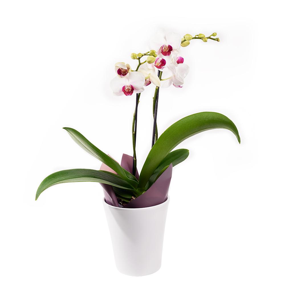 Lavish Exotic Orchid Plant - Heart &amp; Thorn - Canada flower delivery