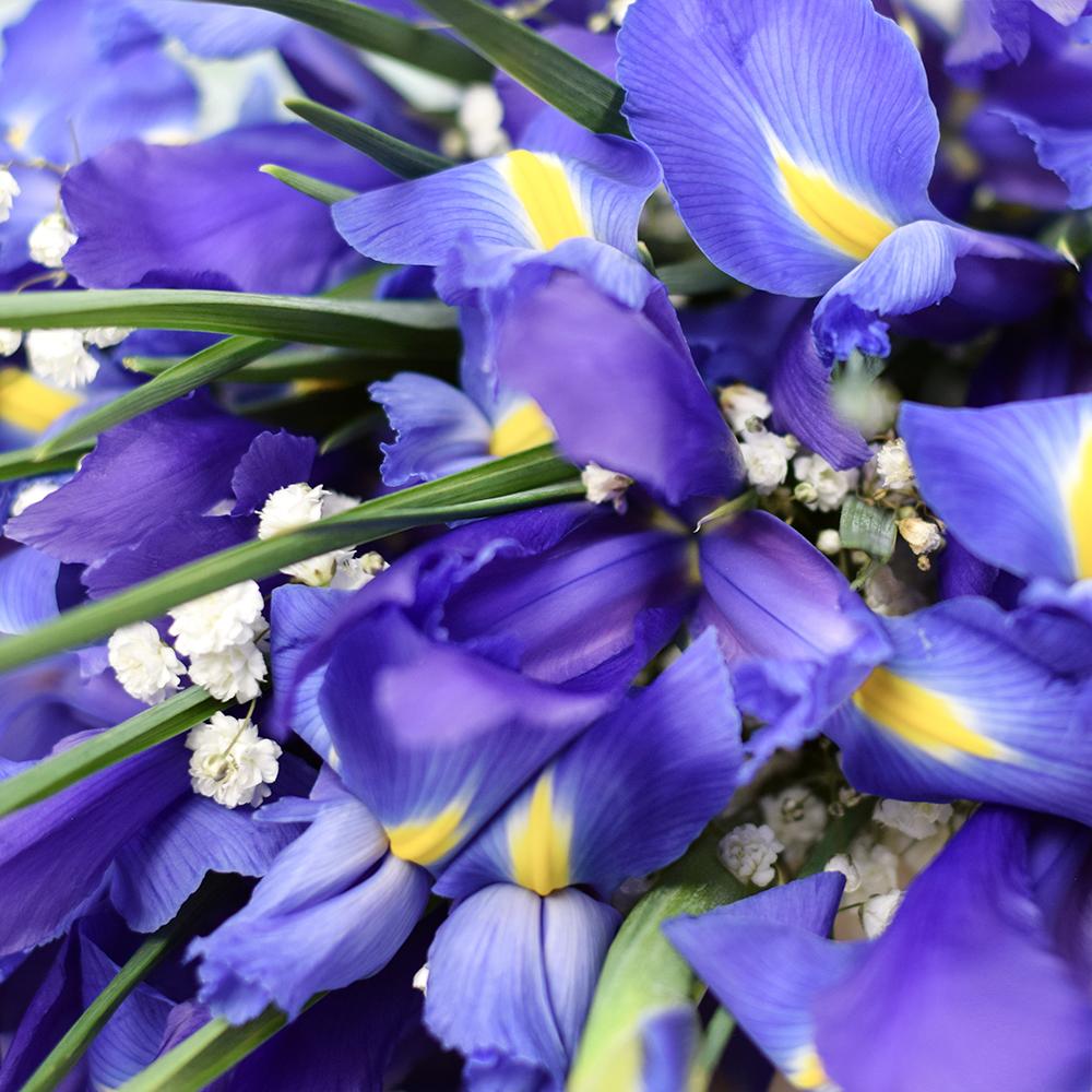Lavish Lavender Iris Bouquet - Heart &amp; Thorn - Canada flower delivery