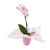 Pink Whispers Exotic Orchid Plant, orchid gift, plant gift, orchid, potted plant