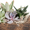 Natural Log Succulent Arrangement - Heart & Thorn - Canada plant delivery