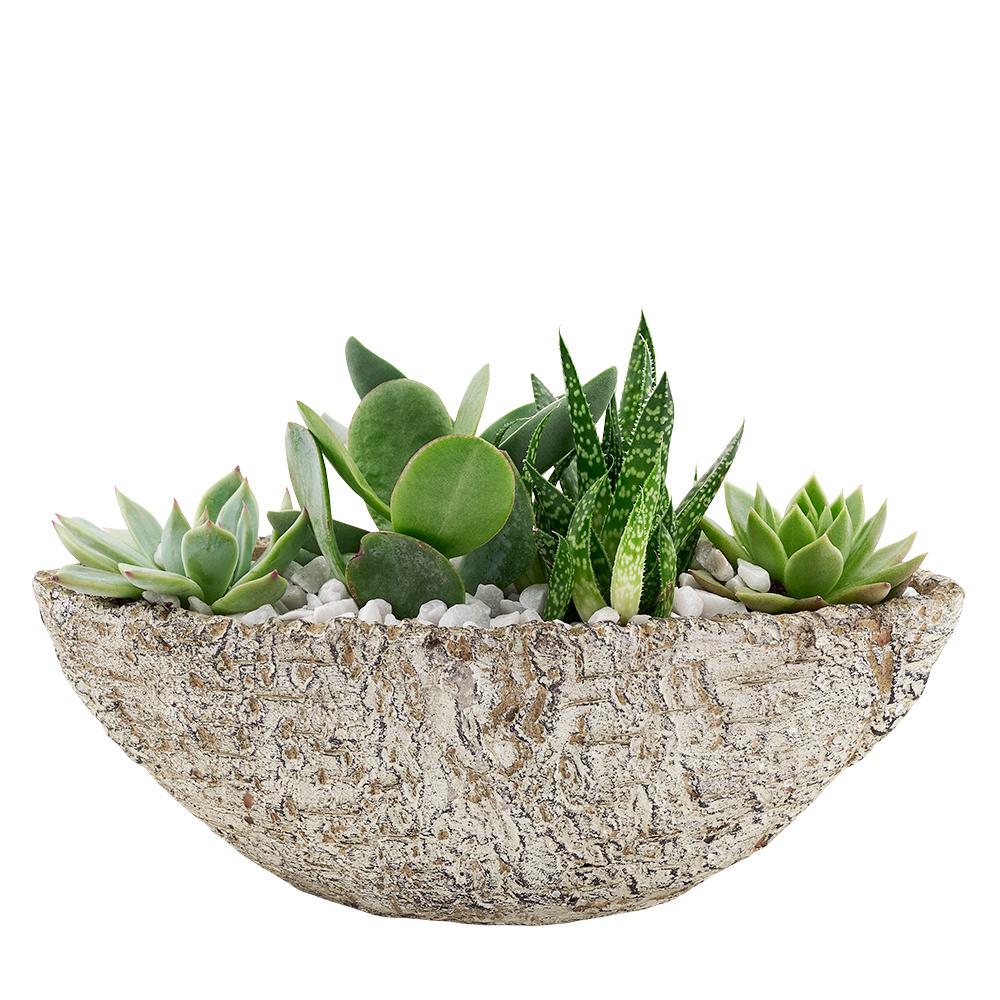 Nature's Own Succulent Garden - Heart &amp; Thorn - Canada plant delivery