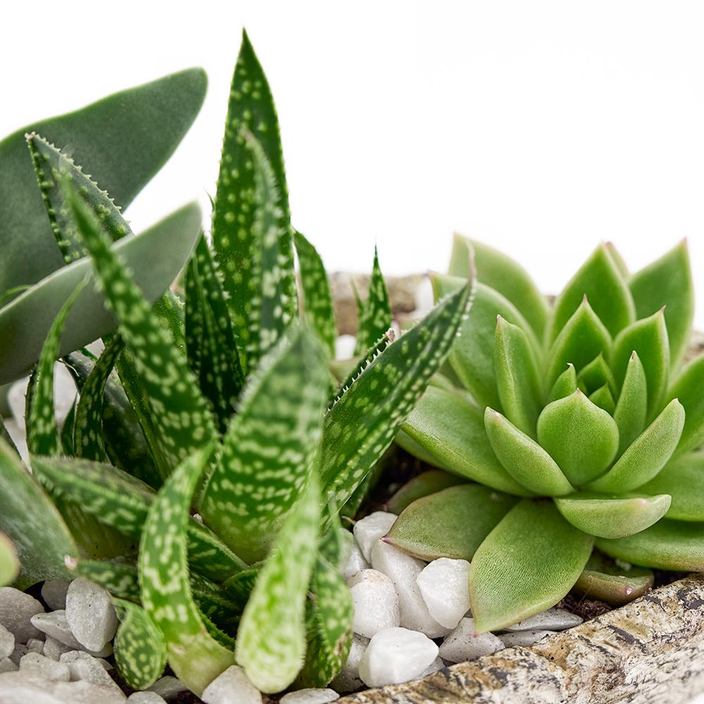 Nature's Own Succulent Garden - Heart &amp; Thorn - Canada plant delivery