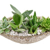 Nature's Own Succulent Garden - Heart & Thorn - Canada plant delivery