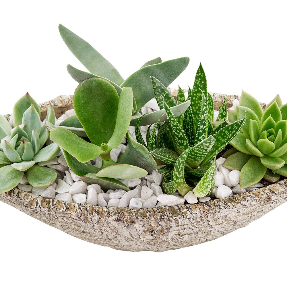 Nature's Own Succulent Garden - Heart &amp; Thorn - Canada plant delivery