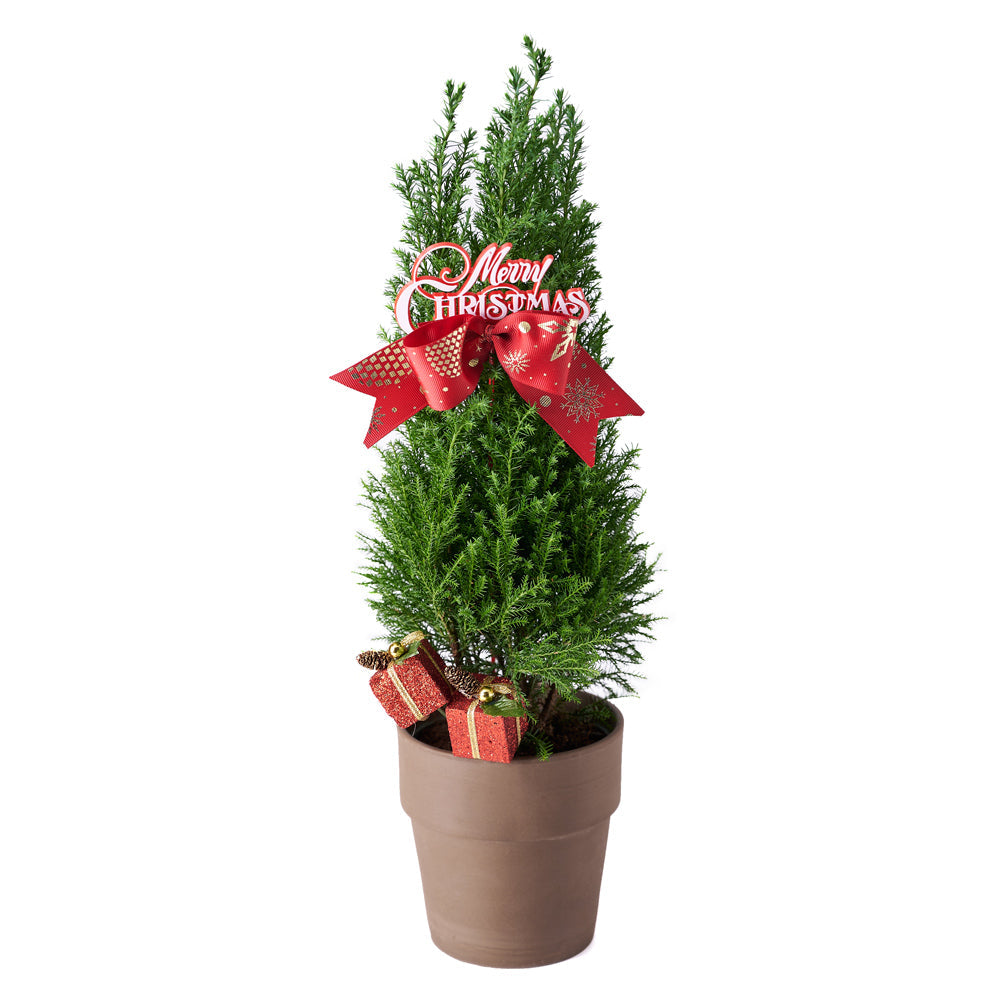 Mini Christmas Tree, Christmas Tree, Christmas Plant, Xmas Plant, Plant Gifts, Canada Delivery