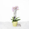 Orchid Vase Arrangement - Orchid Potted Plant - Same Day Canada Delivery