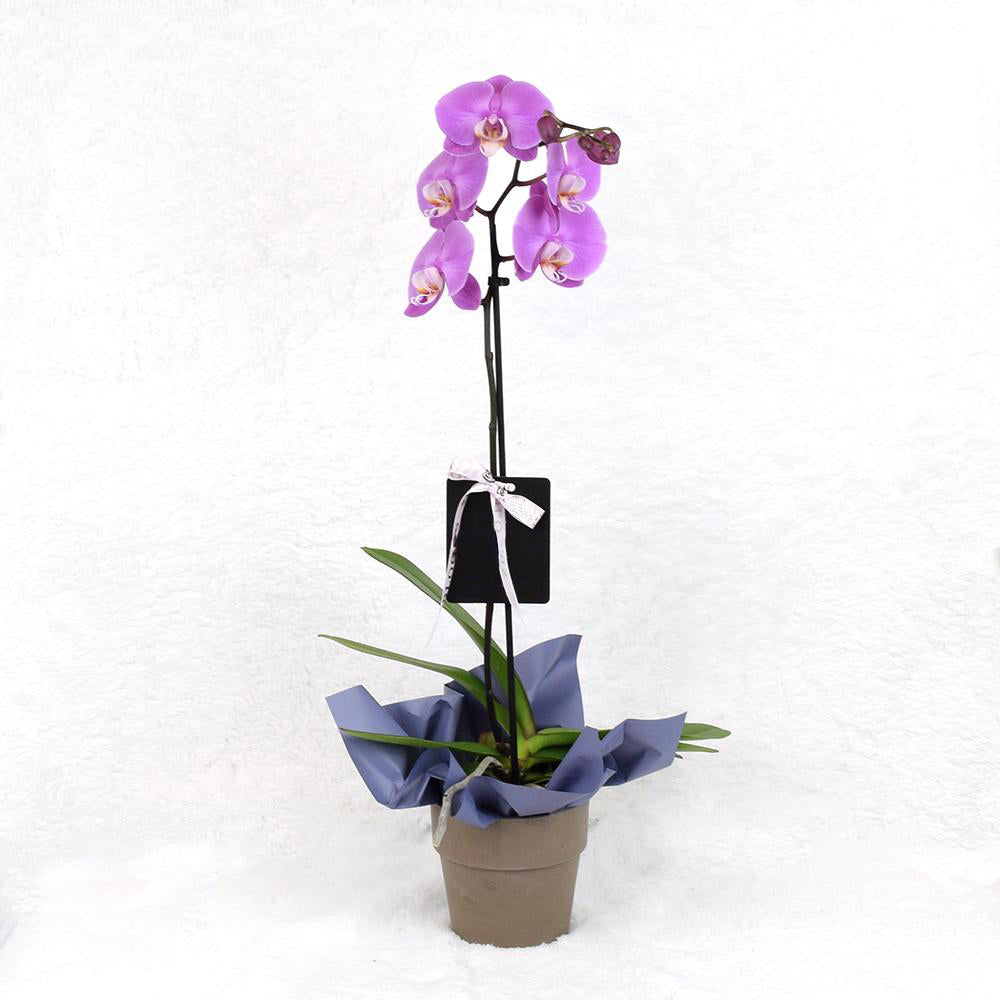 Valentine's Day Pink Orchid - Heart &amp; Thorn - Canada plant delivery