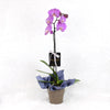 Valentine's Day Pink Orchid - Heart & Thorn - Canada plant delivery