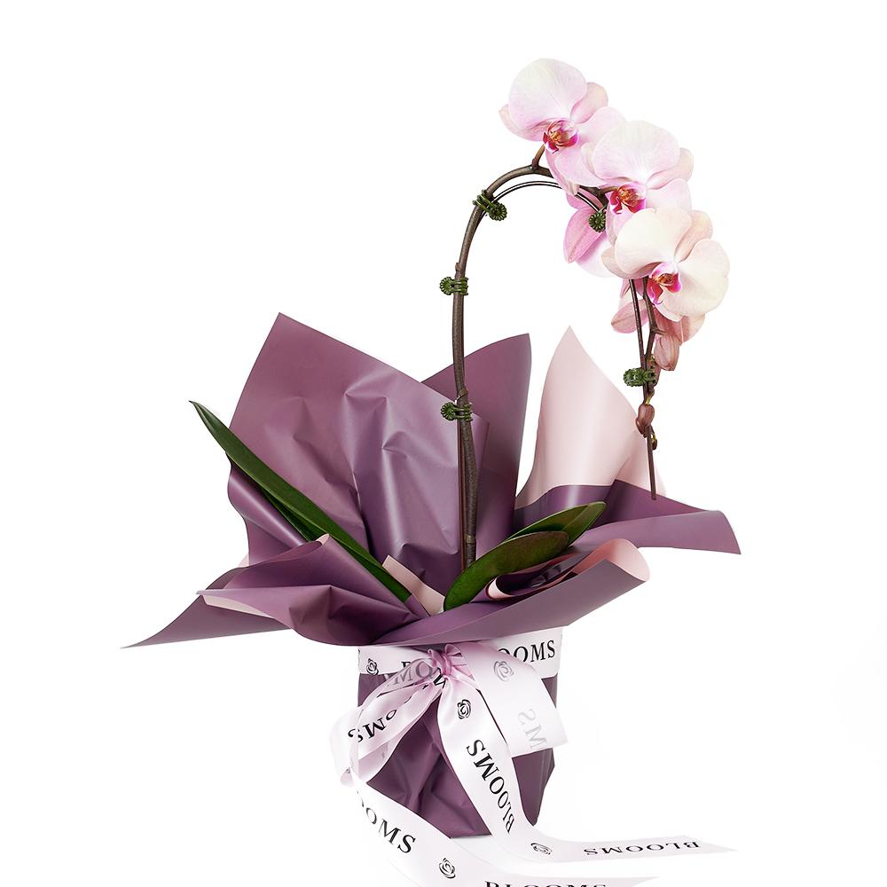 Orchid and Planter - Heart &amp; Thorn - Canada flower delivery