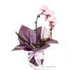 Orchid and Planter - Heart & Thorn - Canada flower delivery