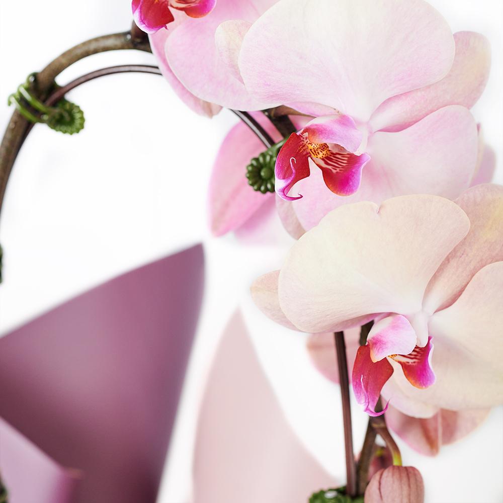 Orchid and Planter - Heart & Thorn - Canada flower delivery