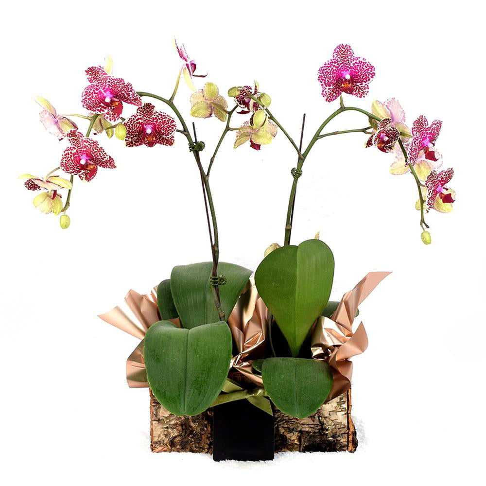 Oriental Musings Exotic Orchid Plant - Heart &amp; Thorn - Canada flower delivery