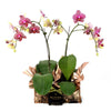 Oriental Musings Exotic Orchid Plant - Heart & Thorn - Canada flower delivery