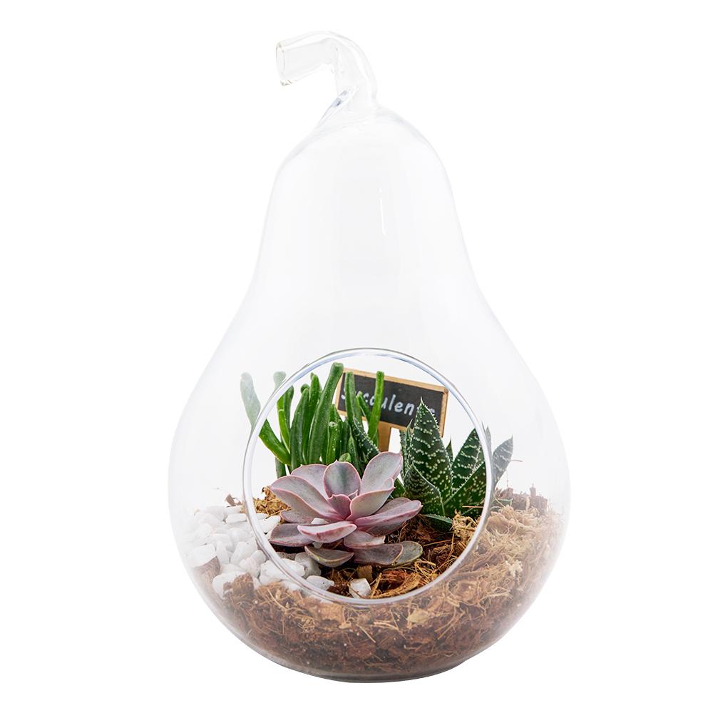 Pear-Shaped Succulent Terrarium - Heart &amp; Thorn - Canada plant delivery