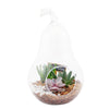Pear-Shaped Succulent Terrarium - Heart & Thorn - Canada plant delivery