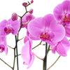 Perfect in Pink Exotic Orchid - Heart & Thorn - Canada flower delivery