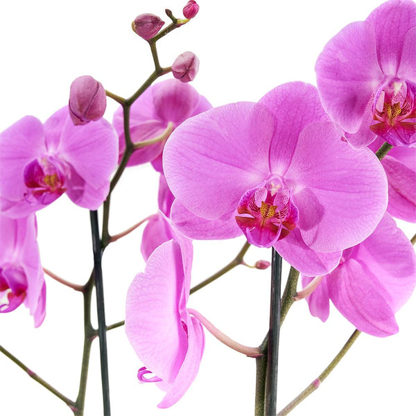 HC-6 heartfelt Botanic Orchid 9点セット 未使用 PerfectinPinkExoticOrchid2_600
