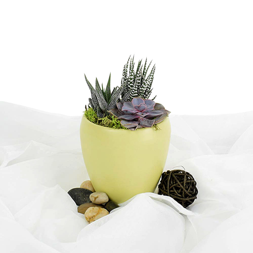 Potted Succulent Arrangement - Succulent Plant Gift - Same Day Canada Delivery