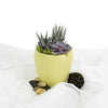 Potted Succulent Arrangement - Succulent Plant Gift - Same Day Canada Delivery