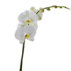 Pure & Simple Exotic Orchid Plant - Heart & Thorn - Canada flower delivery