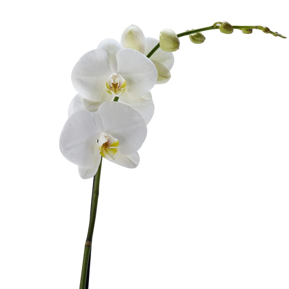 Pure &amp; Simple Exotic Orchid Plant - Heart &amp; Thorn - Canada flower delivery