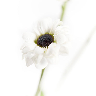 Pure & Pristine Daisy Bouquet - Heart & Thorn - Canada flower delivery
