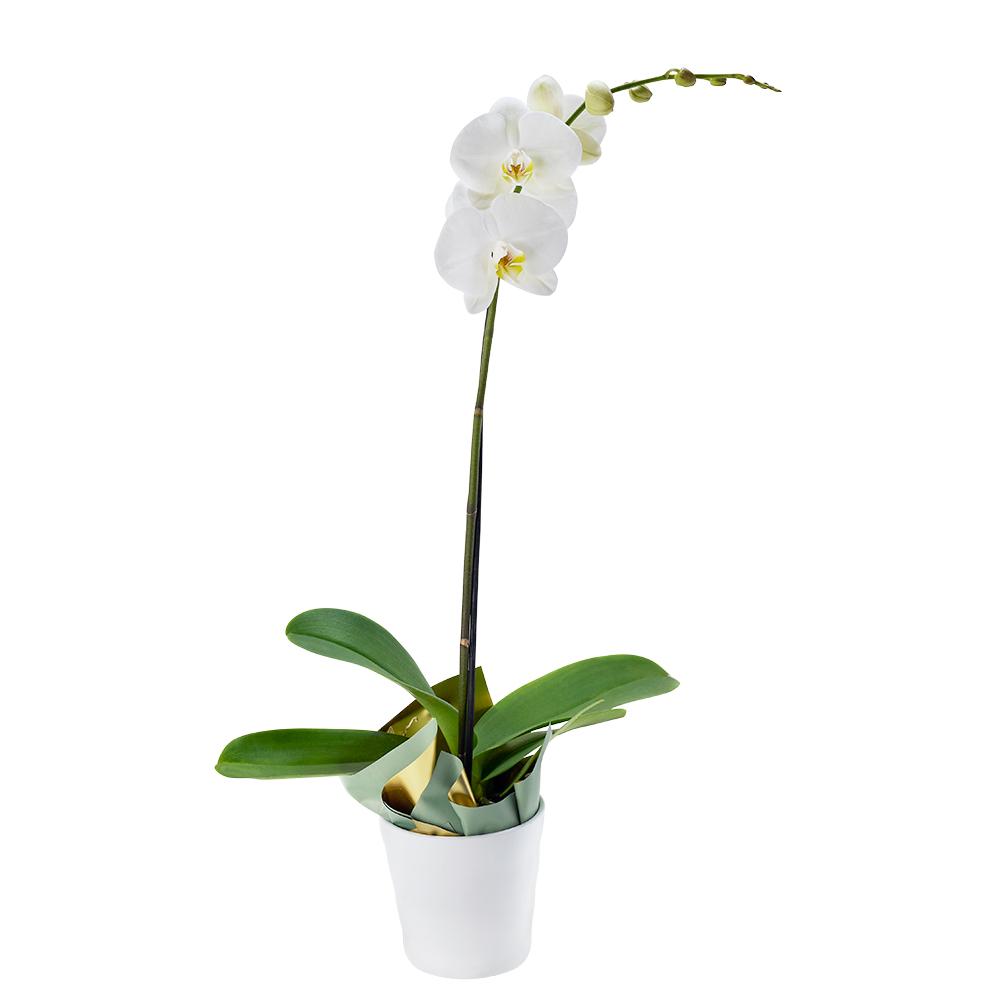 Pure &amp; Simple Exotic Orchid Plant - Heart &amp; Thorn - Canada flower delivery