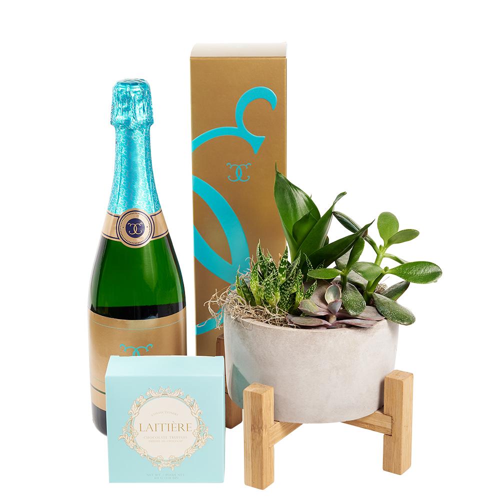 Reasons to Celebrate Plant &amp; Champagne Gift - Heart &amp; Thorn - Canada plant delivery