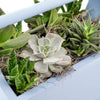 Rustic Charms Succulent Garden - Heart & Thorn - Canada plant delivery
