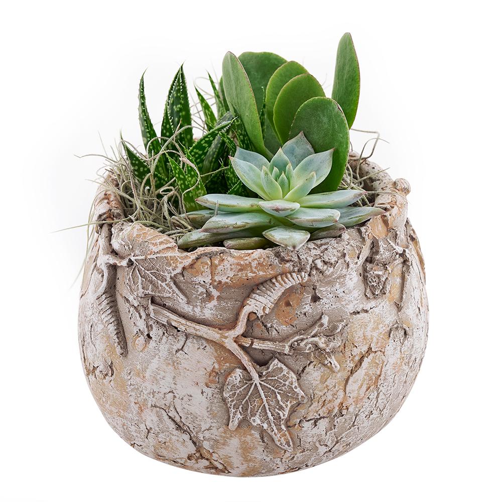 Shades of Green Succulent Garden - Heart &amp; Thorn - Canada plant delivery