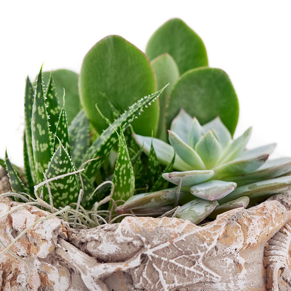 Shades of Green Succulent Garden - Heart &amp; Thorn - Canada plant delivery