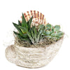 Shell Succulent Arrangement - Heart & Thorn - Canada plant delivery