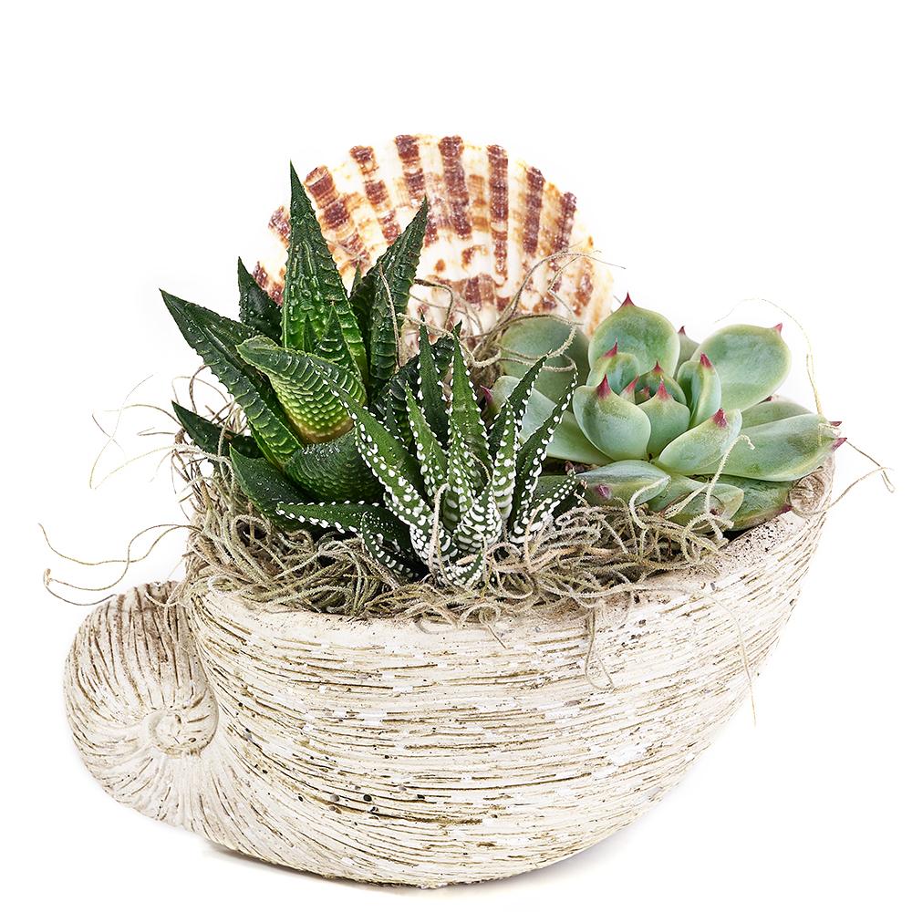 Shell Succulent Arrangement