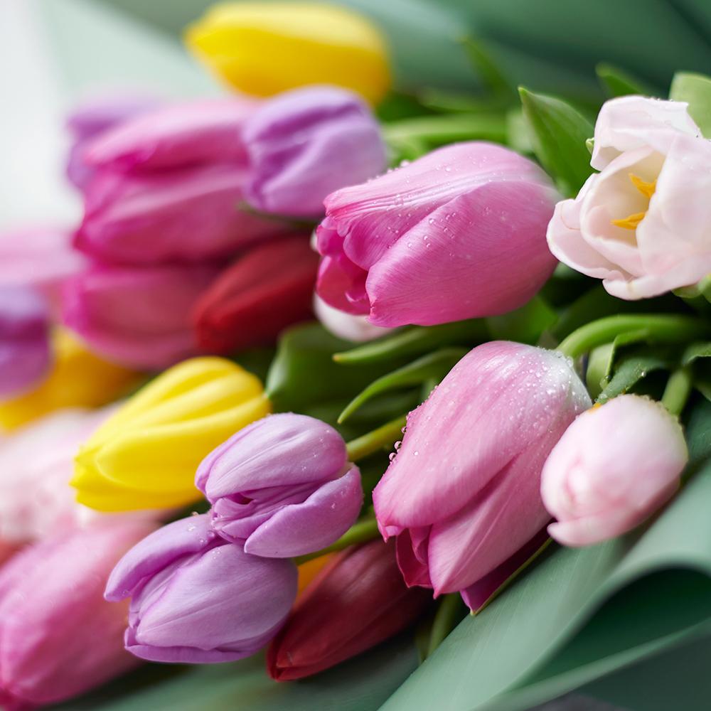 Spring Radiance Tulip Bouquet - Heart & Thorn - Canada flower delivery